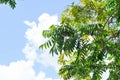 tree, cloud and sky background or blue sky