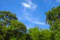 Tree, clouds and sky sunny day