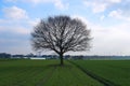 It is a tree on a cloudy day