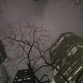 Tree on cloudy night downtown seattle Royalty Free Stock Photo