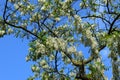 white flowers on a tree with few leaves Royalty Free Stock Photo