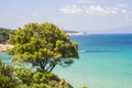 Tree on coast of Aegean sea (Greece) Royalty Free Stock Photo