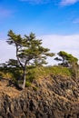 Tree on Coastal Hillside Royalty Free Stock Photo