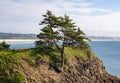 Tree on Coastal Hillside Royalty Free Stock Photo