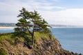 Tree on Coastal Hillside Royalty Free Stock Photo