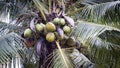 Tree, coconut, Cocos nucifera L., with leaves, flowers, fruit, all on the tree