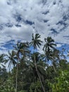 A tree of coconut in a village of sulit air Royalty Free Stock Photo