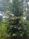 Tree coffe plant in the mount Royalty Free Stock Photo