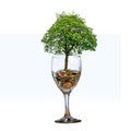 Tree Coin glass Isolate hand Coin tree The tree grows on the pile. Saving money for the future. Investment Ideas and Business Grow Royalty Free Stock Photo