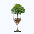 Tree Coin glass Isolate hand Coin tree The tree grows on the pile. Saving money for the future. Investment Ideas and Business Grow Royalty Free Stock Photo