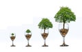 Tree Coin glass Isolate increase saving money hand Coin tree The tree grows on the pile. Saving money for the future. Investment I Royalty Free Stock Photo