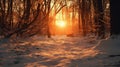 tree cold sun branch chilly Royalty Free Stock Photo