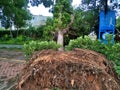 Tree collapse after typhoon