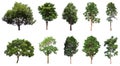 Tree collection, Beautiful large
