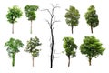 Tree collection set isolated on white background with Clipping Path Royalty Free Stock Photo