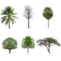 Tree collection set isolated on white