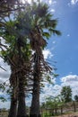 Tree on color background with blue sky. Green fields Royalty Free Stock Photo