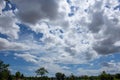 Tree on color background with blue sky. Green fields Royalty Free Stock Photo