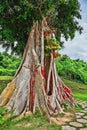 Tree with colored ribbons is believed to bring luck. Royalty Free Stock Photo