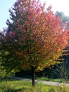 Tree with colorful autumn leaves in the side light Royalty Free Stock Photo