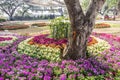 Tree and colorful flora