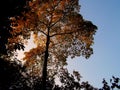 Tree with colorful leaves Royalty Free Stock Photo