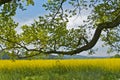 Tree in a colzafield Royalty Free Stock Photo