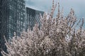 Trees blossoming in spring