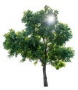 The tree that is completely separated from the background with the delicateness Can be used in many ways Has a scientific name Royalty Free Stock Photo