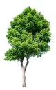 The tree that is completely separated from the background with the delicateness Can be used in many ways Has a scientific name