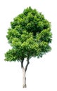 The tree that is completely separated from the background with the delicateness Can be used in many ways Has a scientific name Royalty Free Stock Photo