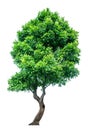 The tree that is completely separated from the background with the delicateness Can be used in many ways Has a scientific name Royalty Free Stock Photo