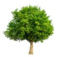 The tree is completely separated from the background, scientific name. Sindora siamensis