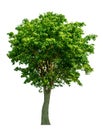 The tree is completely separated from the background, scientific name. Sindora siamensis