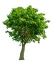 The tree is completely separated from the background, scientific name. Sindora siamensis