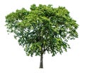 The tree is completely separated from the background, scientific name. Sindora siamensis