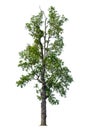 The tree is completely separated from the background, scientific name. Sindora siamensis