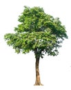 The tree is completely separated from the white ba background Scientific name Cassia fistula Linn. Royalty Free Stock Photo