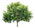 The tree is completely separated from the white ba background Scientific name Cassia fistula Linn. Royalty Free Stock Photo