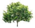 The tree is completely separated from the white ba background Scientific name Cassia fistula Linn.