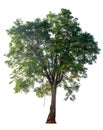 The tree is completely separated from the white ba background Scientific name Royalty Free Stock Photo