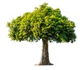 The tree is completely separated from the white Royalty Free Stock Photo