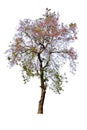 The tree is completely separated from the white Royalty Free Stock Photo
