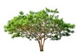 The tree is completely separated from the white Royalty Free Stock Photo