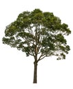 The tree is completely separated from the white