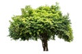 The tree is completely separated from the white Royalty Free Stock Photo