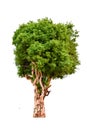 The tree is completely separated from the white Royalty Free Stock Photo
