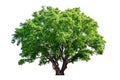 The tree is completely separated from the white Royalty Free Stock Photo