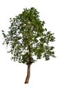 The tree is completely separated from the white Royalty Free Stock Photo