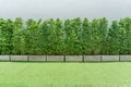 Tree, concrete wall and grass floor Royalty Free Stock Photo